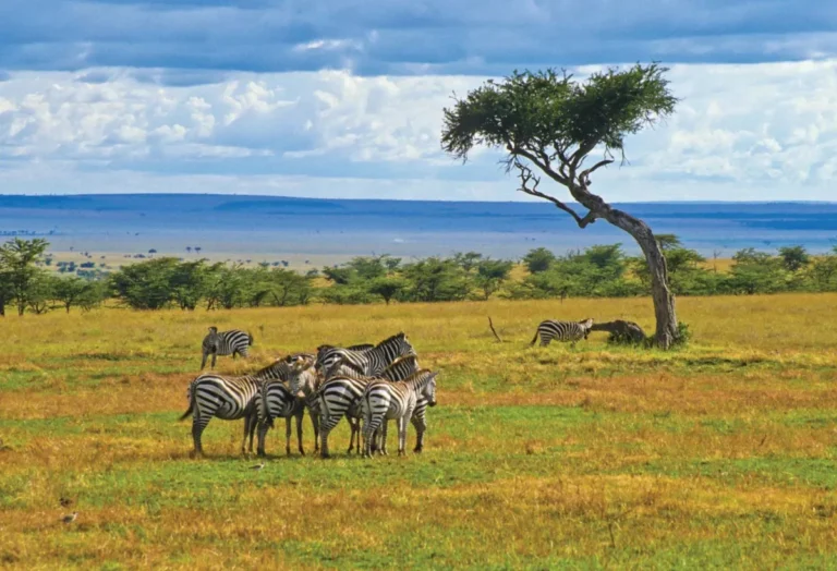 Herd-zebras-Kenya-Maasai-Mara-National-Reserve-1200×819